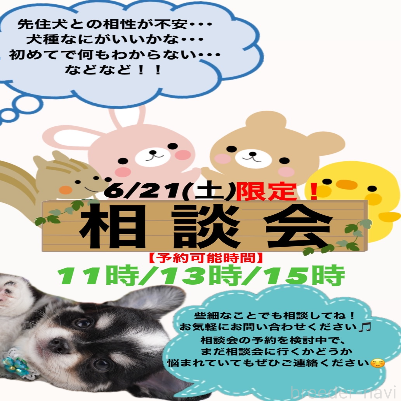 販売中の東京都のチワワ(ロングコート)-391220の2枚目